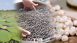 Makhana Valley Farmers