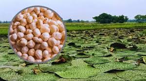 Makhana Farming in Bihar