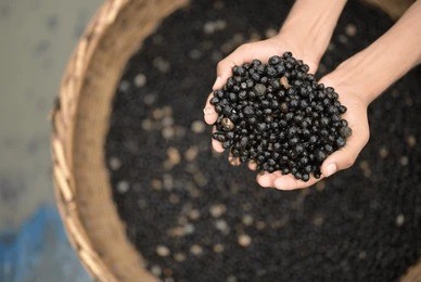 Cleaning Makhana Seeds