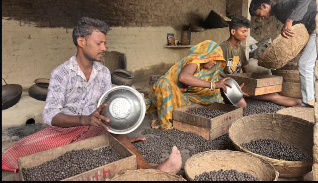 Makhana Seed Grading
