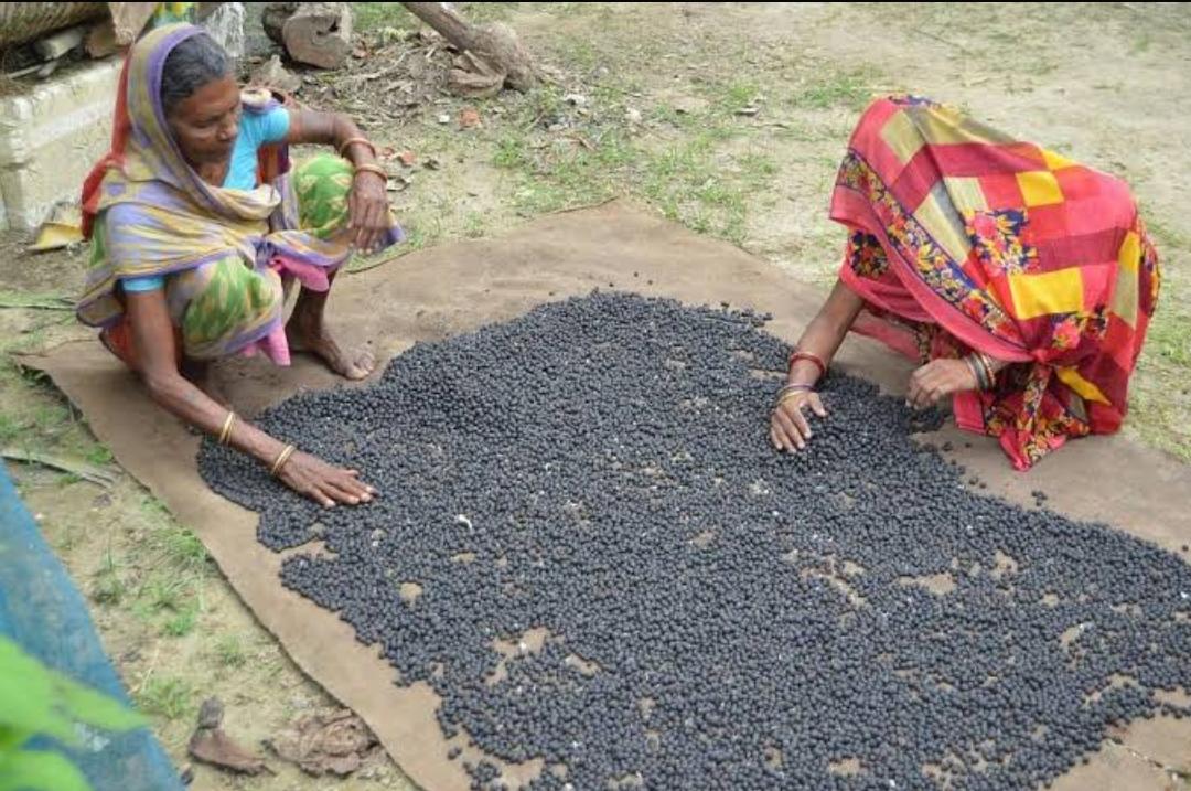 Sun Drying Makhana